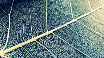 Leaf White Structure