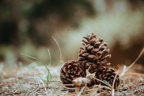 three cones in the grass