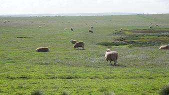 Sheep Green Grass Field