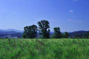 large green meadow with trees