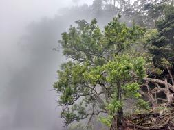 Kidaikanal Nature Mist