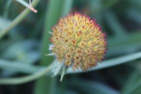 Flower Menopause Purple Coneflower