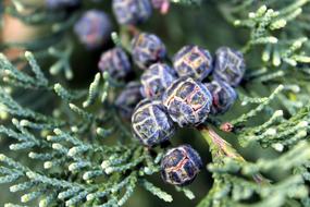 Thuja Tree The Fruits Of