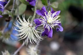 Clematis Ornamental Plants
