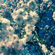 gorgeous white flowers on the turf