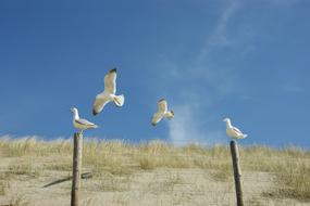 The Dome Of Sky view