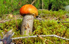 Orange-Cap Boletus Mushroom in Forest