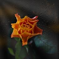 Rose Orange Flower