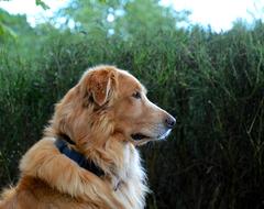 Dog Golden Retriever Animal