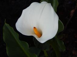 photo of white Flower in Nature