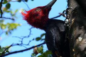 portrait of woodpecker on tree