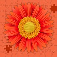 flower plant petal summer color