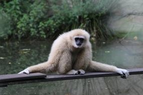 Gibbon Mammal