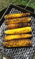 yellow roasted corn