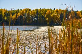 Autumn Season Landscape