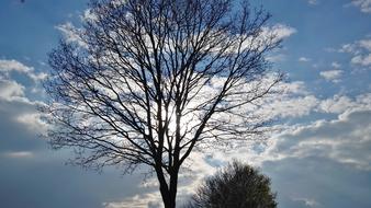 Tree at background of Clouds