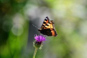 Butterfly Insect on meadow flower