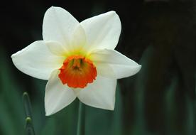 Narcissus Spring Flower in garden