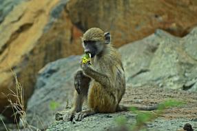 Vervet Monkey Africa Wildlife