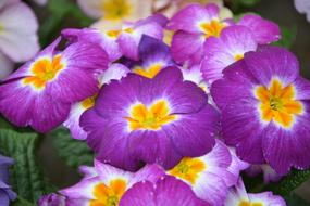 Flower Primrose Color Purple