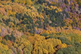 Autumn Season Landscape