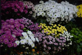 Flowers Rose The Wild