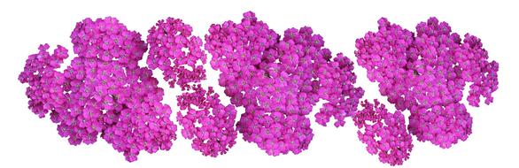 Header Plant Achillea