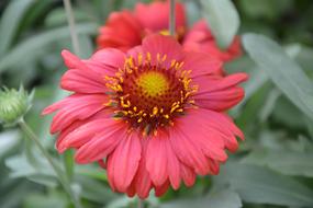 Red Flower Petals Green Leaves