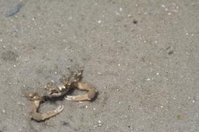 Sand Beach Seashore