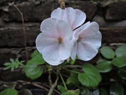 White Flower on Bricks in Garden
