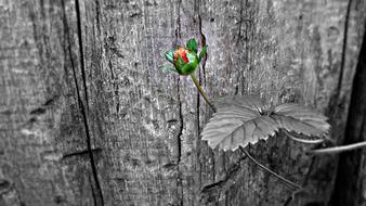 Black Fragaria Vesca Fruit