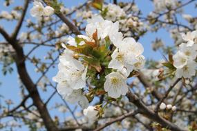 gorgeous white flowers
