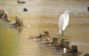 Nature Birds Egret