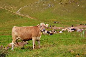 cows flock in the meadow
