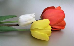 Flower Still Life Desktop