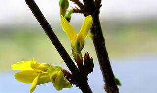 Forsythia Bush Early Spring