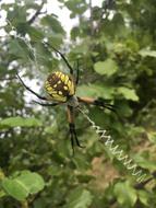 Spider Golden Orb