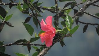 Hibiscus Flower Plant