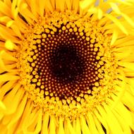 Nature Flower Bright