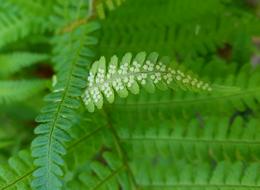 Fern Leaves Plant