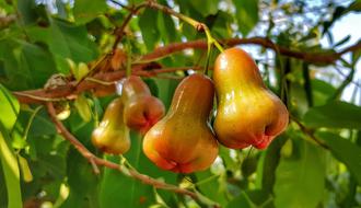 Javanese apple on a tree
