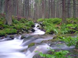 wilderness