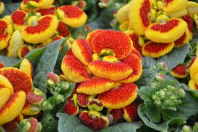 Plant Calceolaria Nature