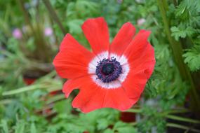 Flower Plant Red Anemone