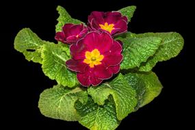Plant Primrose Flowers