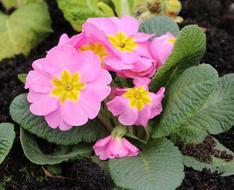 Primula Prymulka Spring Flowers