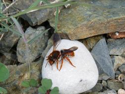 Red wasp Rhodanthidium Sticticum