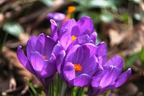 Crocus Flowers Spring