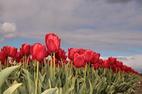 Tulip Field Fields