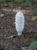 Mushroom Comatus Forest